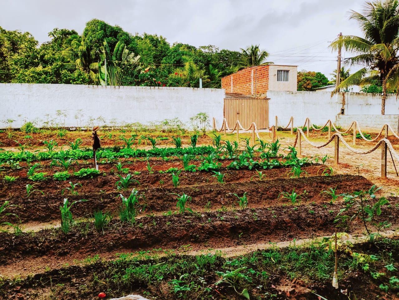 Horta cultivada na unidade